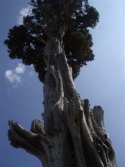 Uno de los árboles monumentales de Aragón: el ciprés de Arizona