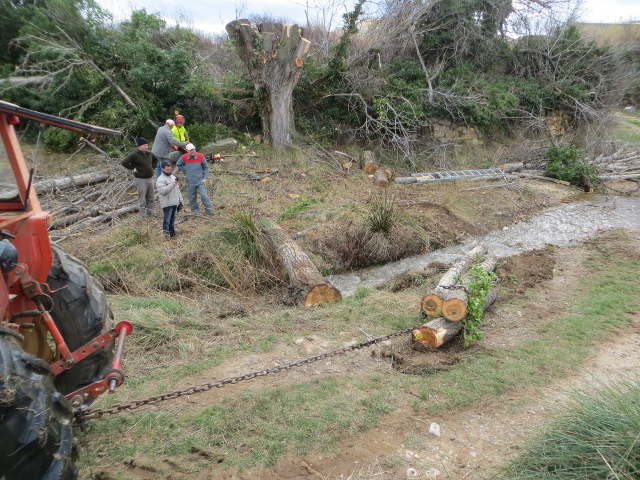 Dia del árbol, descabezando chopos en el río Aguasvivas en Huesa (Teruel), 2017