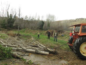 Dia del árbol, descabezando chopos en el río Aguasvivas en Huesa (Teruel), 2017